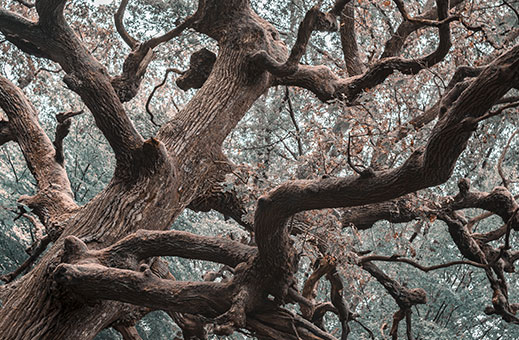 Das Baum-Horoskop der Kelten für eine originelle Zukunftsvorhersage auf Tarot.co.uk!
